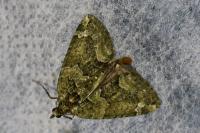 Chloroclysta siterata