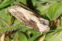 Egira conspicillaris