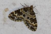 Electrophaes corylata