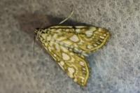 Elophila nymphaeata