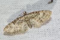 Eupithecia dodoneata