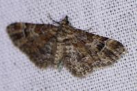 Gymnoscelis rufifasciata