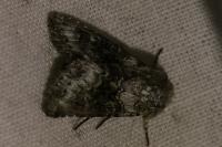 Hecatera bicolorata