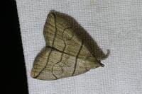 Herminia grisealis