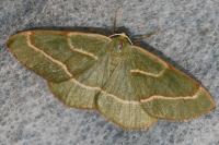 Hylaea fasciaria