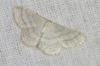 Idaea subsericeata