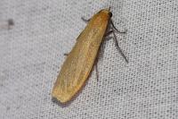Katha depressa