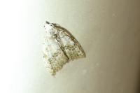 Nola confusalis