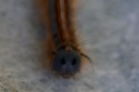 Malacosoma neustria