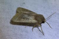 Orthosia cerasi