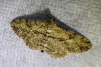 Peribatodes rhomboidaria rhomboidaria