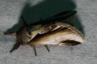 Pheosia gnoma