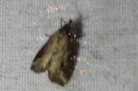 Schrankia costaestrigalis