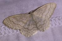 Scopula floslactata