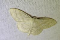 Scopula floslactata