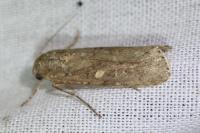 Spodoptera exigua