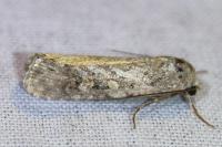 Spodoptera exigua
