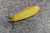 Wittia sororcula