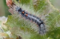 Ocneria detrita