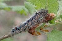 Ocneria detrita