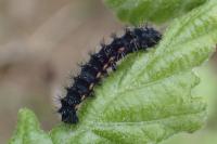 Saturnia pavonia/pavoniella