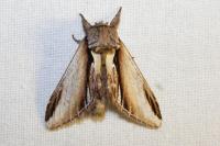Pheosia gnoma