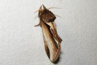 Pheosia gnoma