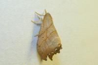 Falcaria lacertinaria