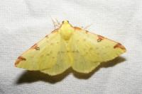 Opisthograptis luteolata