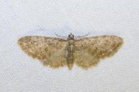 Eupithecia abbreviata