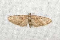 Eupithecia abbreviata