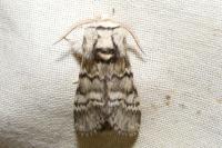 Drymonia ruficornis