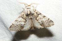 Drymonia ruficornis