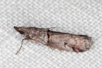 Acrobasis obliqua
