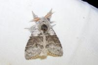 Calliteara pudibunda