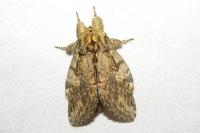 Peridea anceps