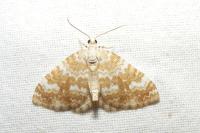 Perizoma flavofasciata