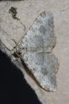 Coenotephria salicata