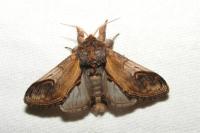 Notodonta ziczac
