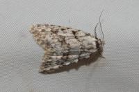 Nola cicatricalis
