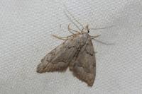 Nola thymula thymula