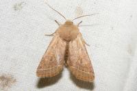 Orthosia cerasi