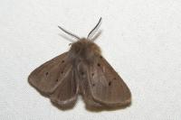 Diaphora mendica