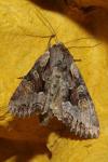 Lacanobia w-latinum