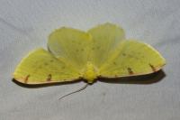 Opisthograptis luteolata
