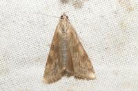 Nomophila noctuella