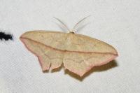 Timandra comae