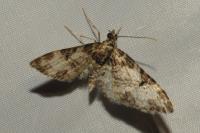 Eupithecia irriguata