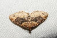 Xanthorhoe spadicearia/ferrugata