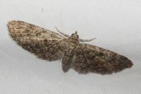 Eupithecia cocciferata